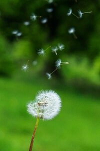 Seeds wind flying seeds