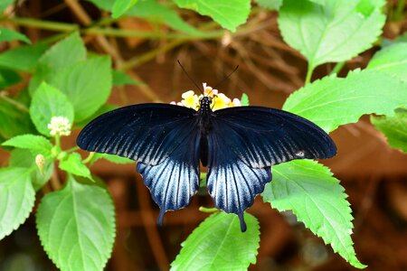 Wings garden insect