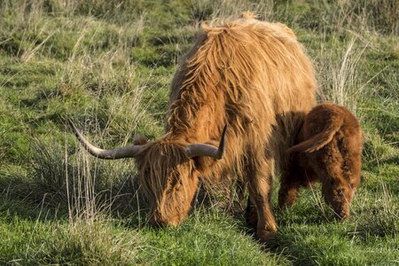 Suckle scottish hochlandrind livestock photo