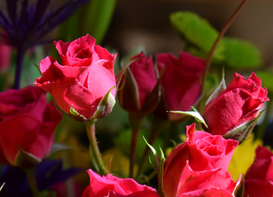 Blossom bloom red