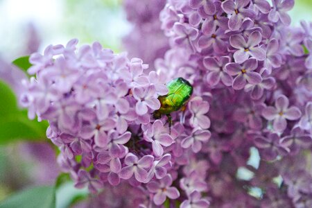 Scarab purple bush