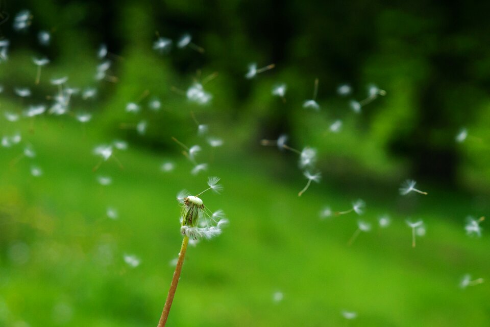 Seeds wind flying seeds