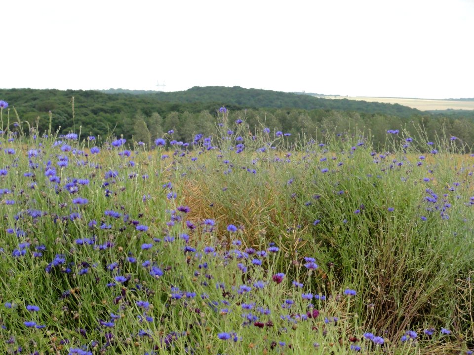 Vélaine-sous-Amance (M-et-M) paysage aux bleuets