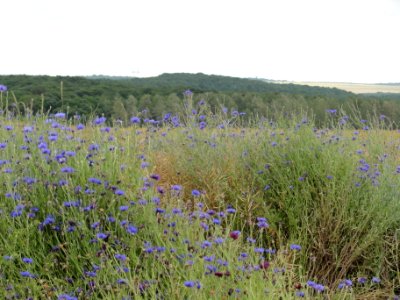 Vélaine-sous-Amance (M-et-M) paysage aux bleuets
