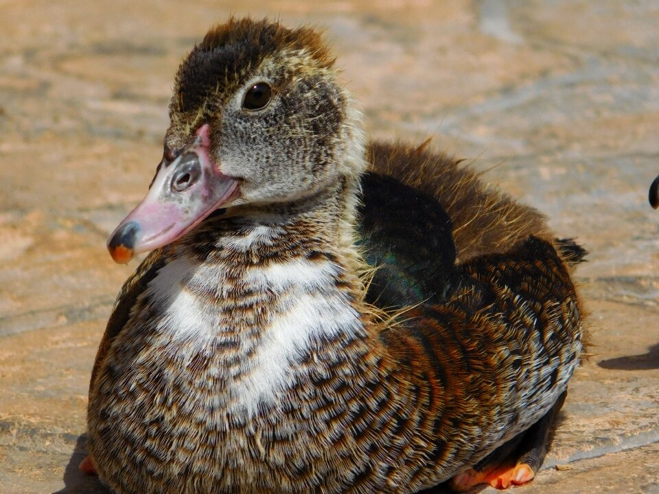 Beak nature feathers