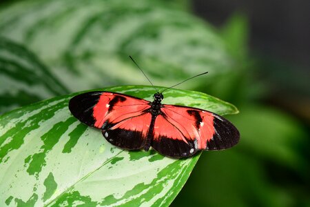 Flora fauna wings