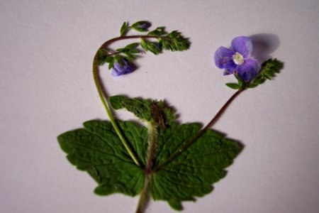 Véroniquea