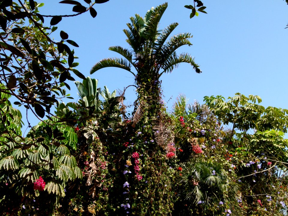 Végétation à Oasis Park
