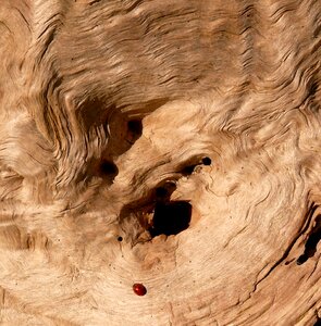 Strain logs trunk