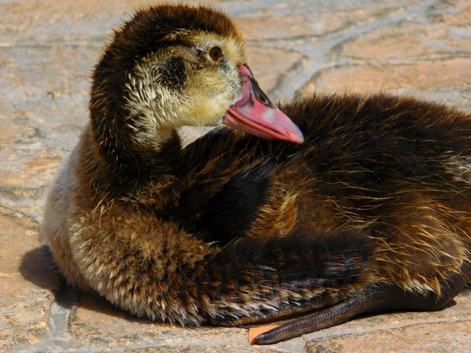 Beak nature feathers