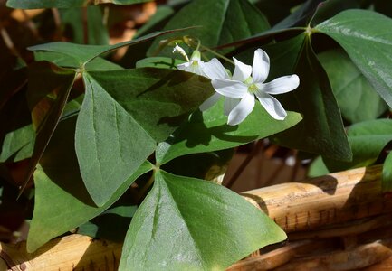 Pot plant container plant nature