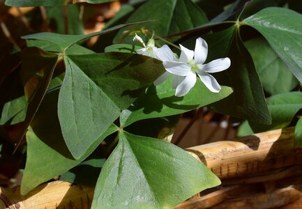 Pot plant container plant nature photo