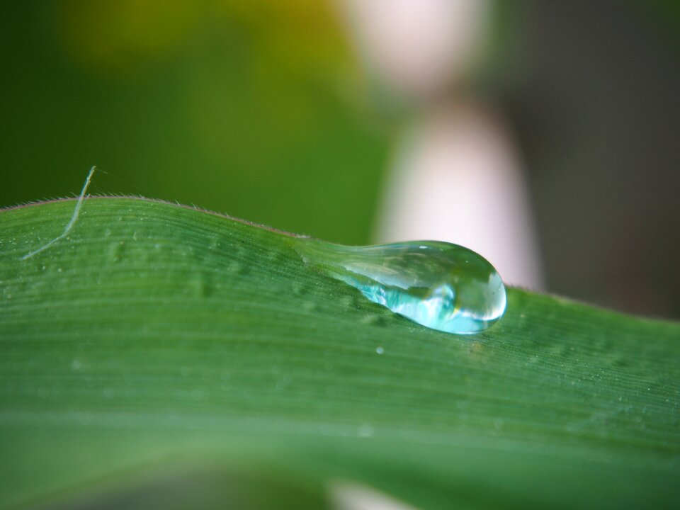 Drip nature wet