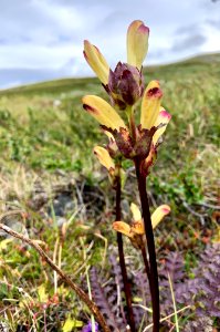 Vålådalens naturreservat blomma