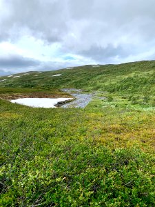 Vålådalens naturreservat snö