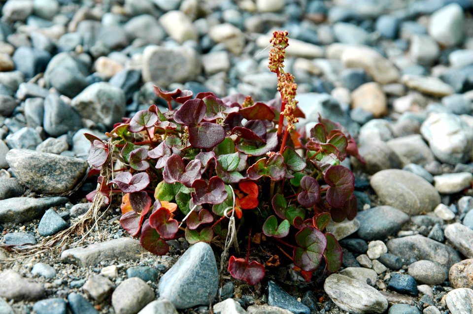 Vålådalens naturreservat Vålåns flodfåra