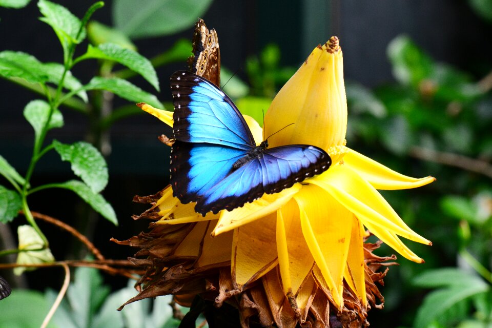 Garden insect butterfly