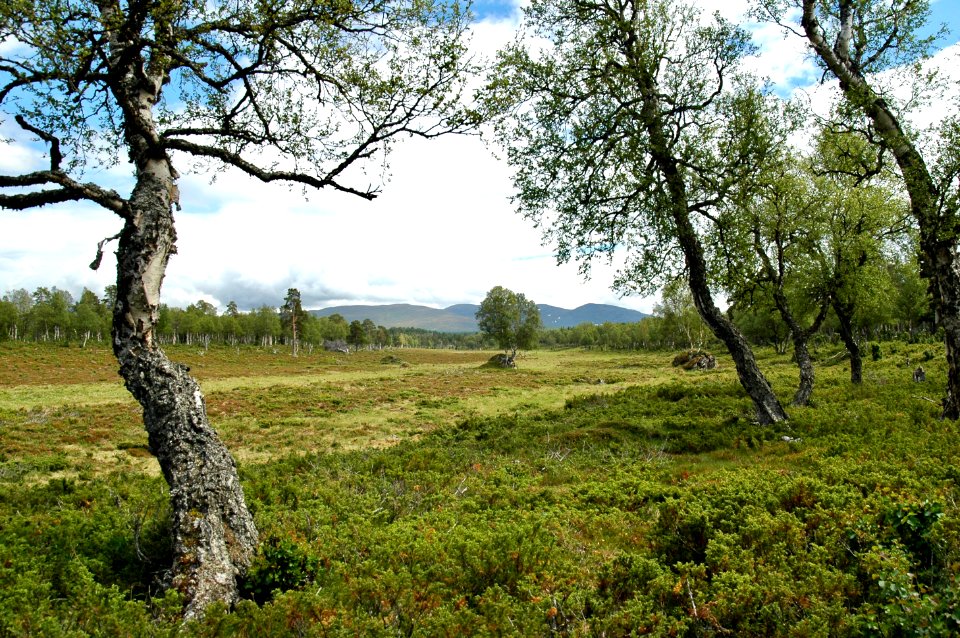 Vålådalens naturreservat björk landskap