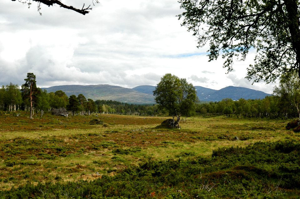 Vålådalens naturreservatl andskapet vid rundslingan