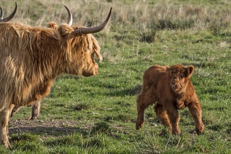 Scottish hochlandrind livestock agriculture photo