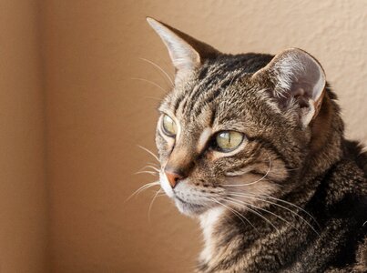 Brindle cat head domestic feline