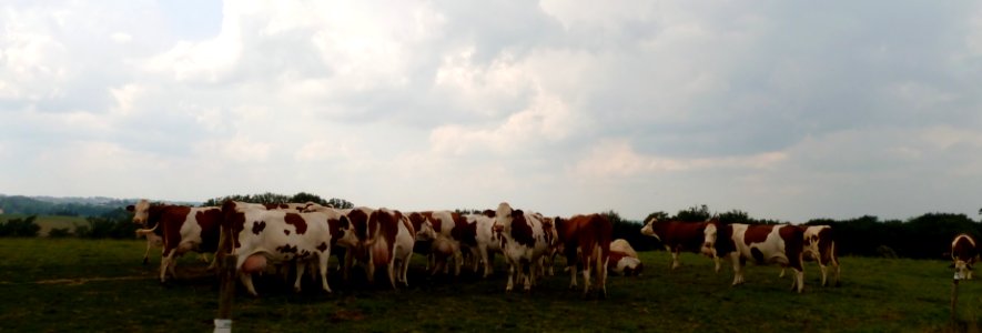 Vaches à Luc-Armau