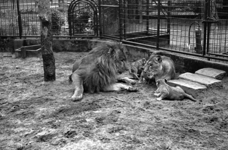 Vader leeuw bij zijn drie welpen in dierentuin te Amersfoort, Bestanddeelnr 915-6102 photo