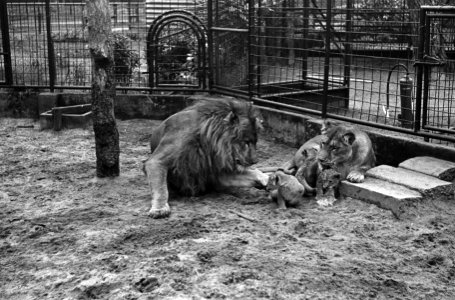 Vader leeuw bij zijn drie welpen in dierentuin te Amersfoort, Bestanddeelnr 915-6101
