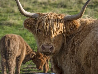 Scottish hochlandrind agriculture coupling