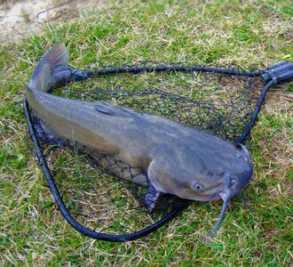 Channel catfish catch fin photo