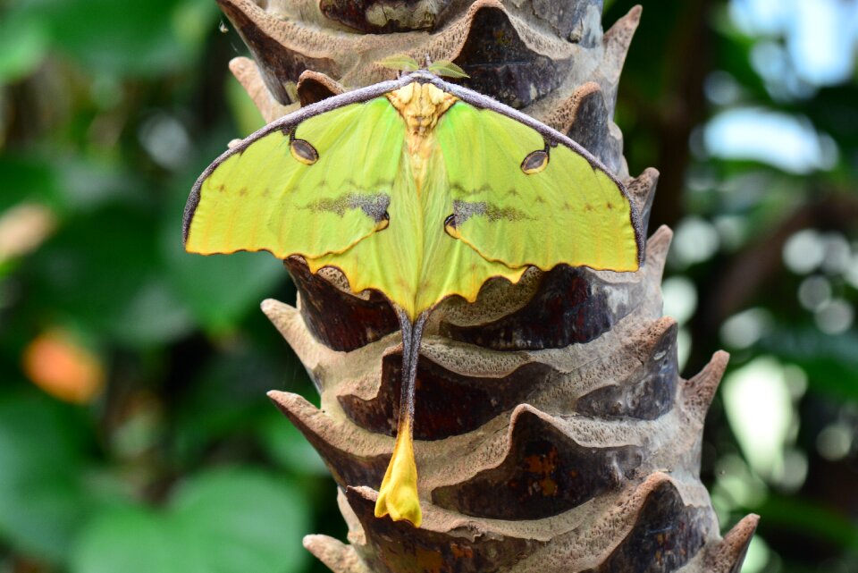 Insect nature animal
