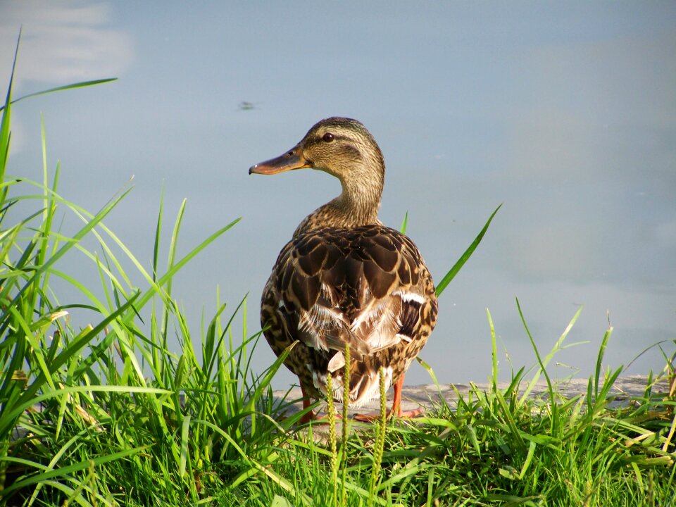 Wild ducks waterfowl nature