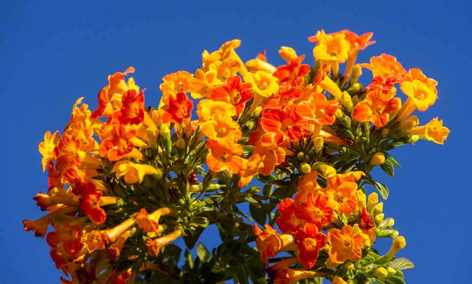 Bloom orange tropical