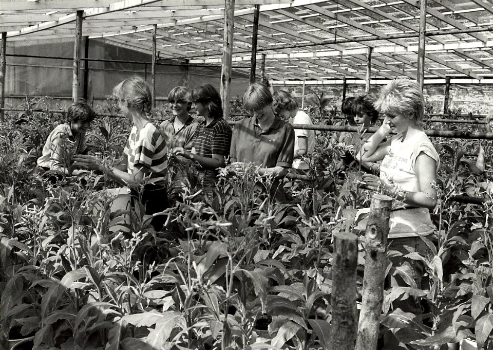 Vakantie werksters in de kas aan het werk, bij de Gebr. Roozendaal te Santpoort-Noord. Aangekocht in 1983 van fotograaf C. de Boer. - Negatiefnummer 22083 k 8a. - Gepubliceerd in het Haarlem, NL-HlmNHA 54013228