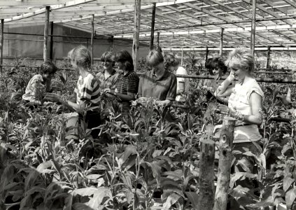 Vakantie werksters in de kas aan het werk, bij de Gebr. Roozendaal te Santpoort-Noord. Aangekocht in 1983 van fotograaf C. de Boer. - Negatiefnummer 22083 k 8a. - Gepubliceerd in het Haarlem, NL-HlmNHA 54013228