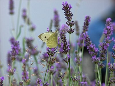 Nature spring garden