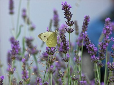 Nature spring garden photo