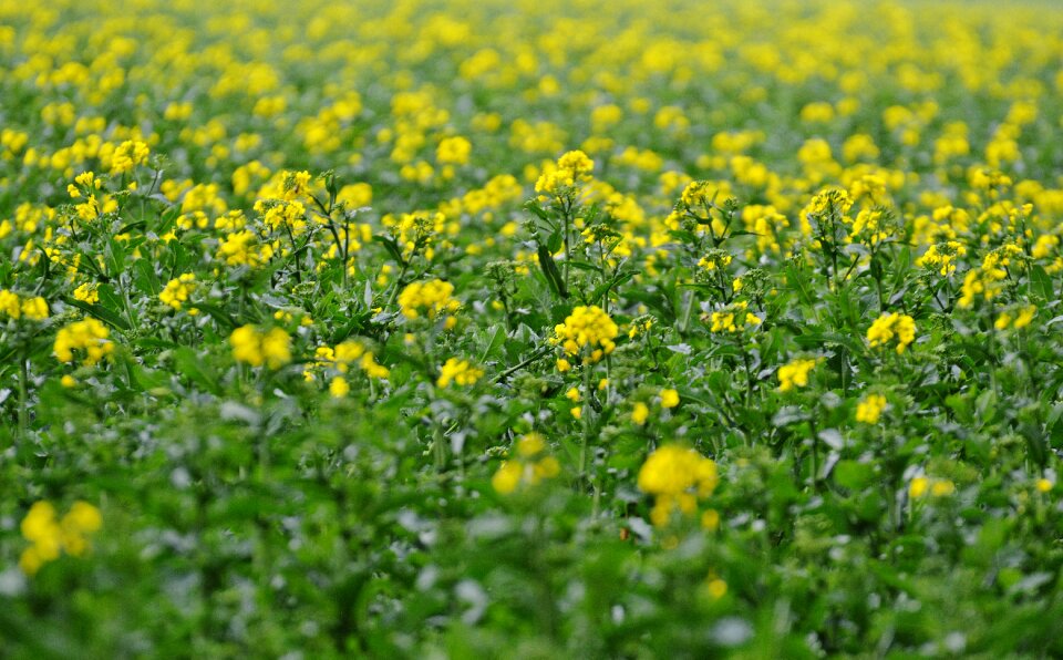 Plant blossom bloom