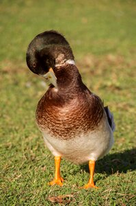 Bird beak brown photo