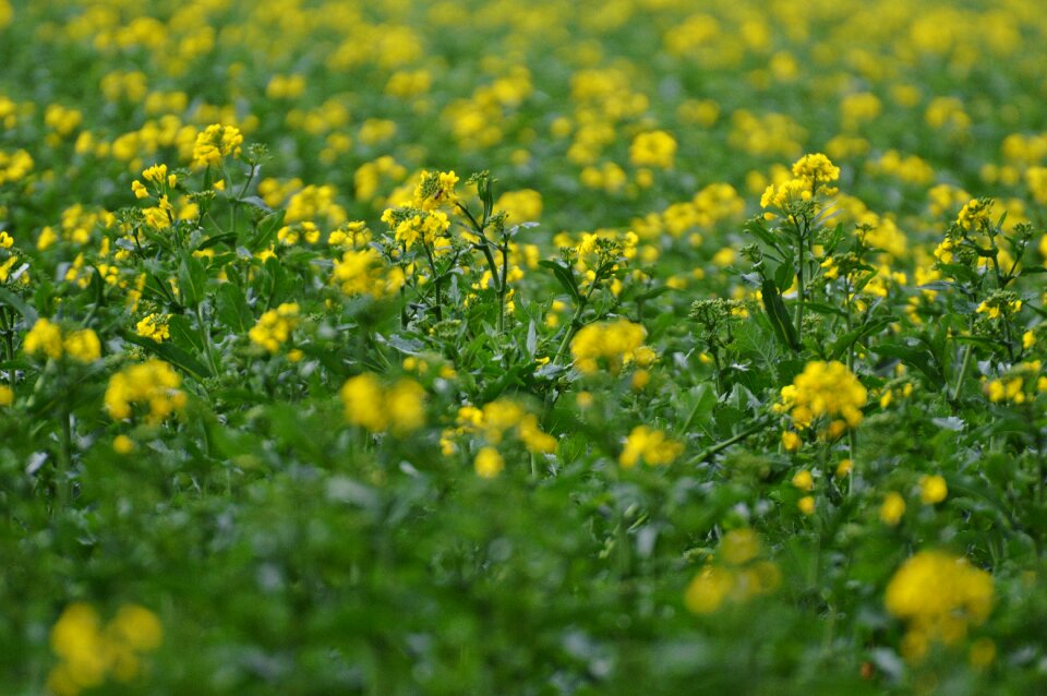 Plant blossom bloom