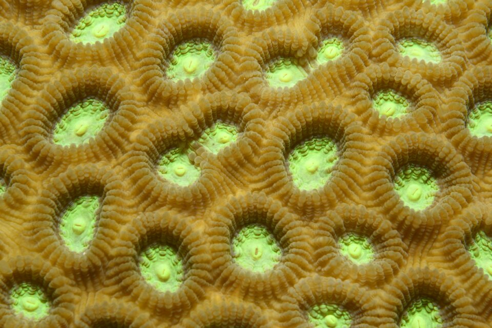 Coral green indonesia