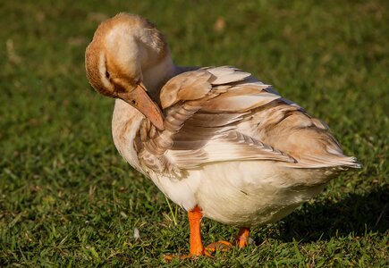 Bird beak brown photo