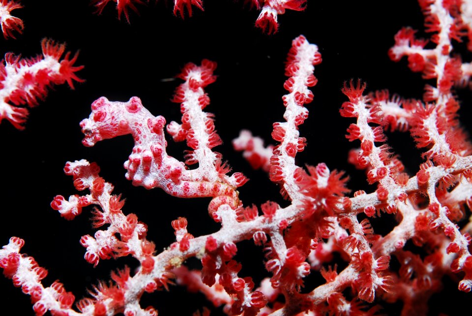 Hippocampus pygmé gorgon