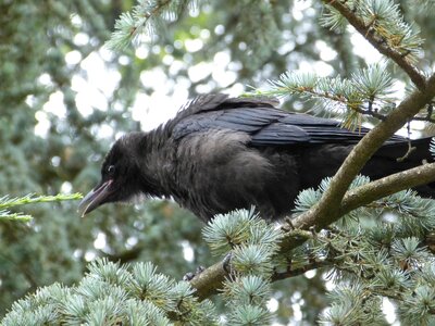 Common raven raven bird beak black photo