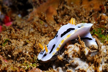 Diving asia ocean