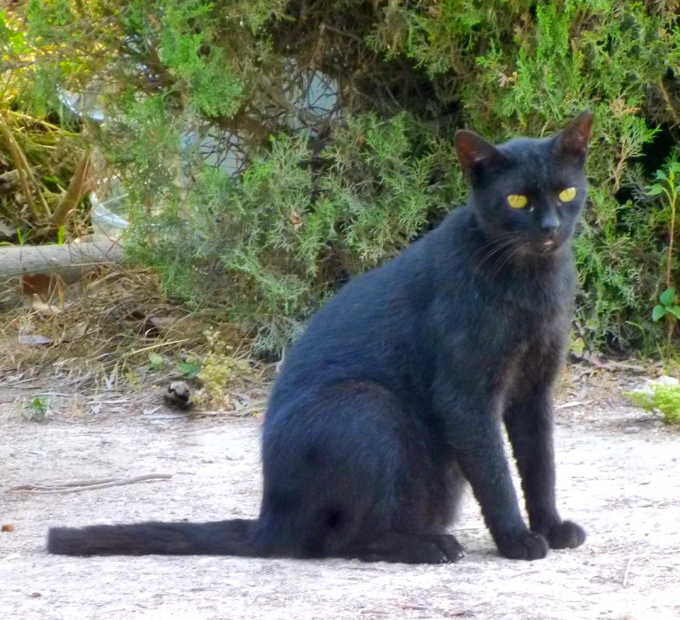 Valencia - Gato en los Jardins del Real 1