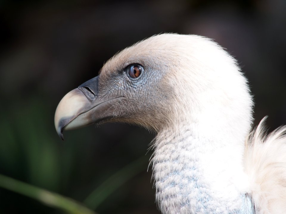 Vale gier met oog half gesloten, in Dierenpark Amersfoort, photo 3
