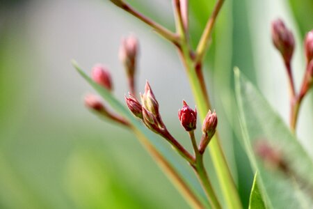 Nature close up flower buds photo
