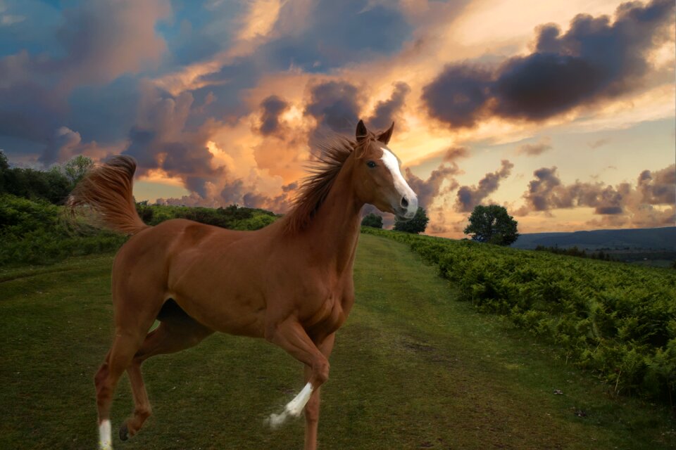 Thoroughbred horse white horse cute