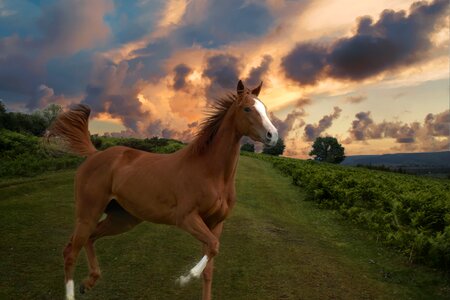 Thoroughbred horse white horse cute photo